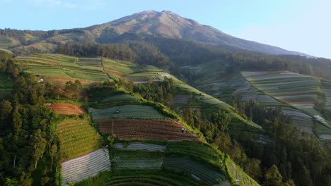 Agriculture-fields-and-Mount-Sumbing-in-background,-aerial-view