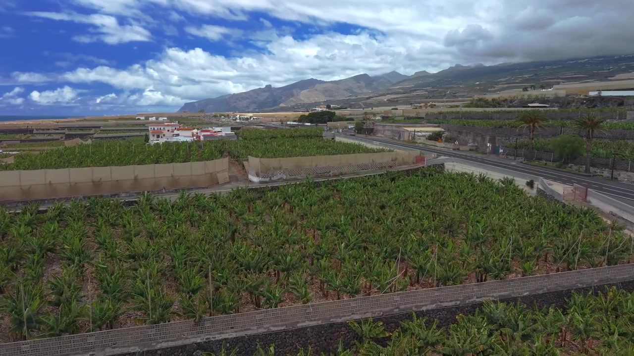 Lussureggianti piantagioni di banane a Playa San Juan, Tenerife, Isole Canarie, con le maestose scogliere di Los Gigantes sullo sfondo. Paesaggio agricolo e geologia costiera spettacolare