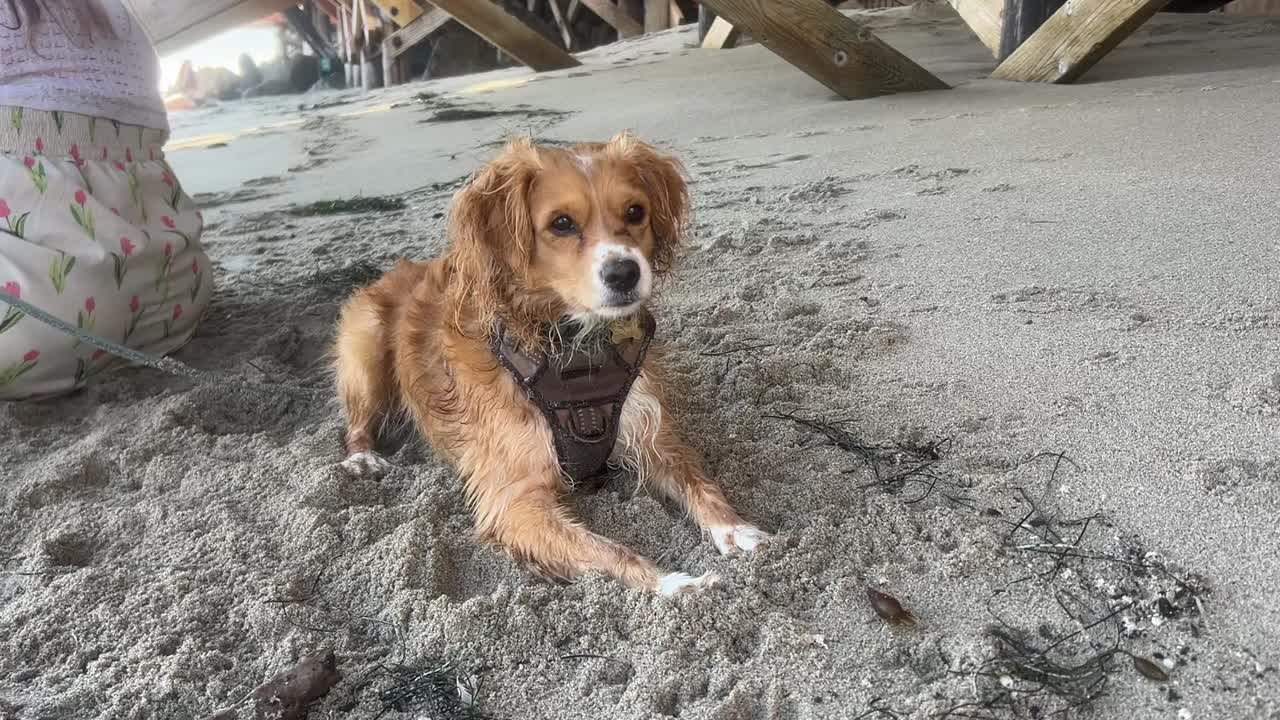 un cachorro se sienta en la playa con las patas en la arena