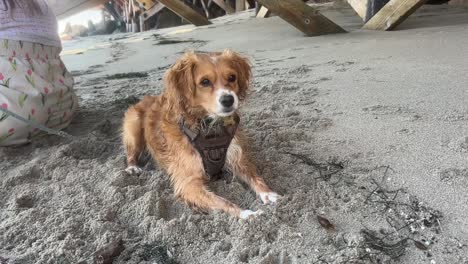 Cachorro-Se-Sienta-En-La-Playa-Con-Las-Patas-En-La-Arena