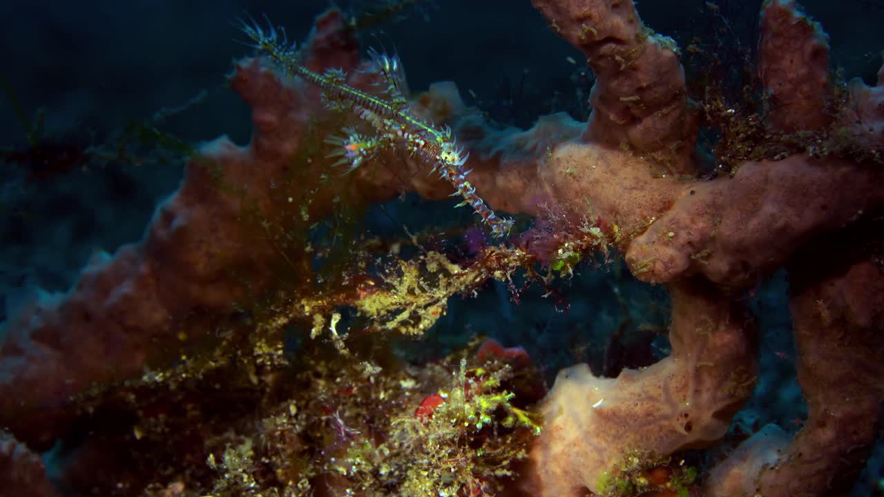 pez aguja fantasma adornado solenostomus paradoxus adulto y juvenil estrecho de lembeh indonesia 4k 25fps