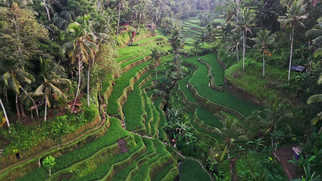 Drone footage reveals the emerald beauty of Tegalalang Rice Terrace in Bali at sunrise, with green valleys, palm trees, and layered paddies shining under soft morning light