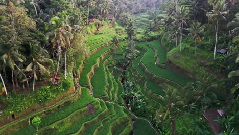 drone footage reveals the emerald beauty of tegalalang rice terrace in bali at sunrise, with green valleys, palm trees, and layered paddies shining under soft morning light