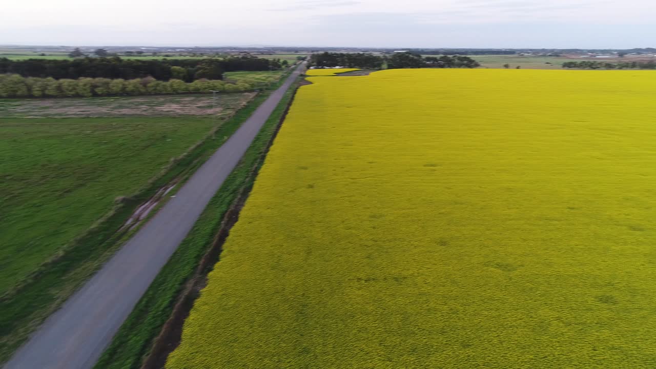 Turning to Reveal Expansive Canola Meadow Field