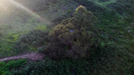 aerial shot of tree house in countryside portugal