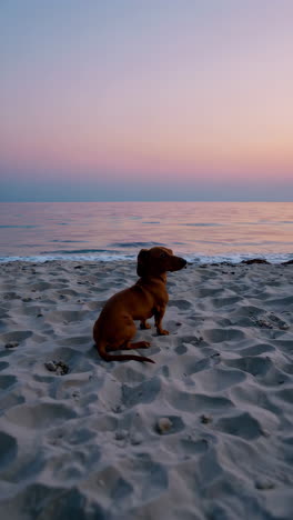 dachshund at the beach sunset