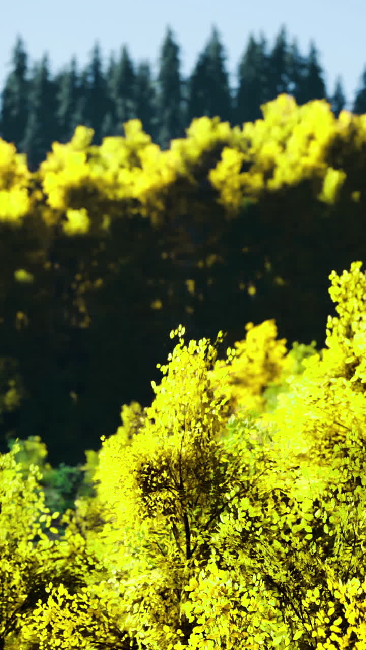 Vibrant colors of autumn foliage captivating the forest landscape at sunrise