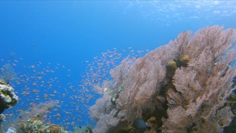 colorido abanico de gorgonias ondeando en la corriente del océano con anthias rojas nadando en frente