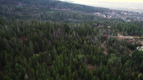 drone flying over lush green coniferous forest trees in holmenkollen area near holmenkollbakken ski jumping hill in oslo, norway