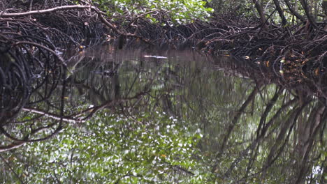 Dutch-angle-shot-of-jungle-mangrove-pool-slanting-from-left-to-right