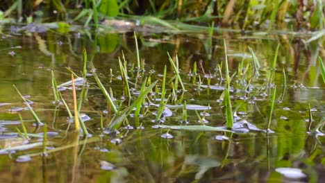 Nahaufnahme-Der-Wurzeln-Und-Der-Grasreflexion-Im-Teichwasser-Von-Juga