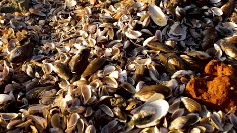 panning shot of many dead mussels shells