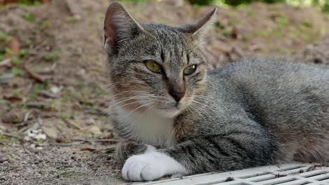 Cerca-De-Un-Gato-Doméstico-Relajándose-A-La-Sombra