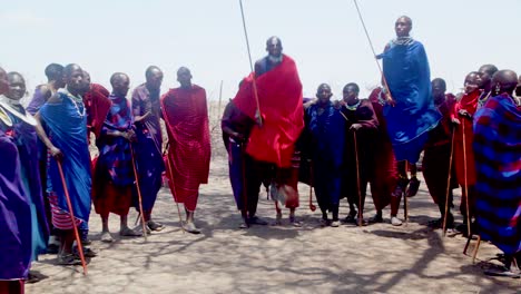 masai warrior men engage in a traditional tribal dance by jumping up and down with spears tanzania