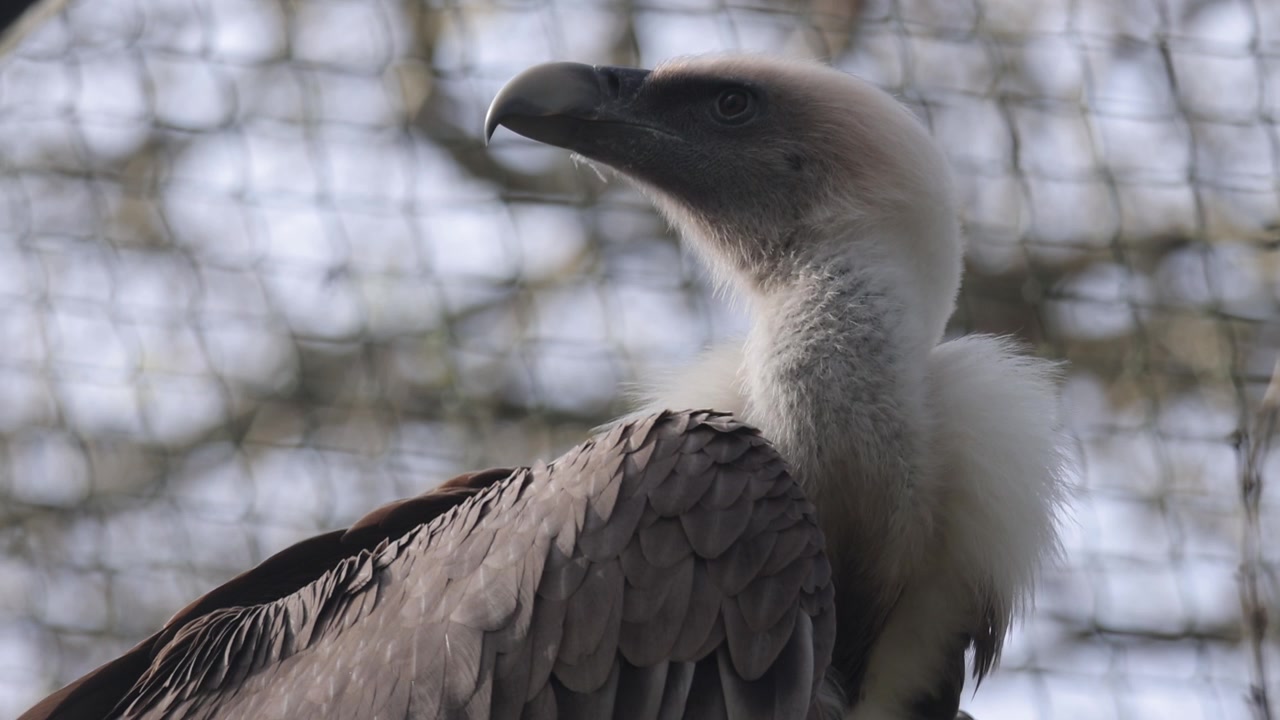 Grifone eurasiatico (Gyps fulcus) in una gabbia di recupero.