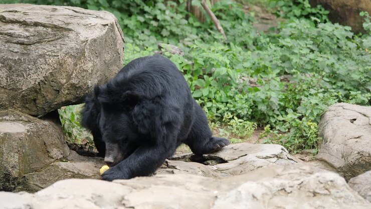 Asiatic Black Bear Feeding
