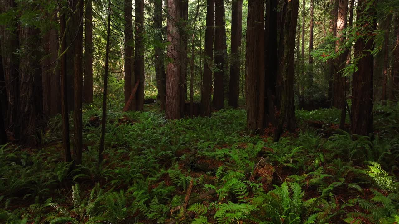 Redwoods forest sun mist fog rain aerial drone California Redwood National and State Parks USAL Beach giant sequoia tallest tree dense green foliage Lost Coast Trail nature landscape forward motion