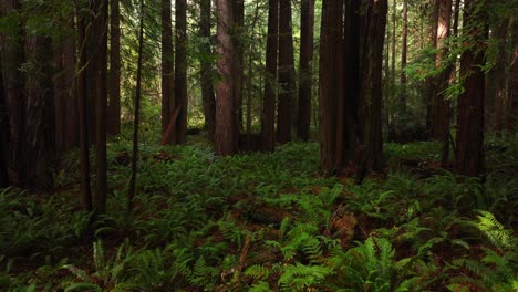 redwoods forest sun mist fog rain aerial drone california redwood national and state parks usal beach giant sequoia tallest tree dense green foliage lost coast trail nature landscape forward motion
