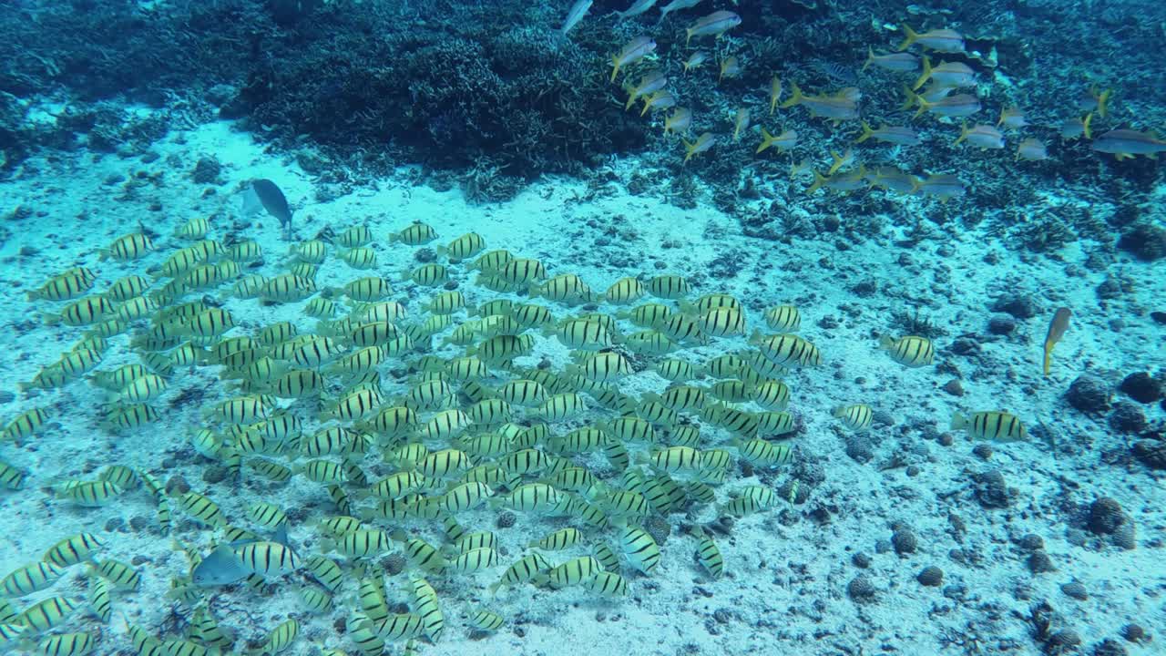 gran escuela de convictos tang nadando por encima de los arrecifes de coral - bajo el agua, por encima de la vista