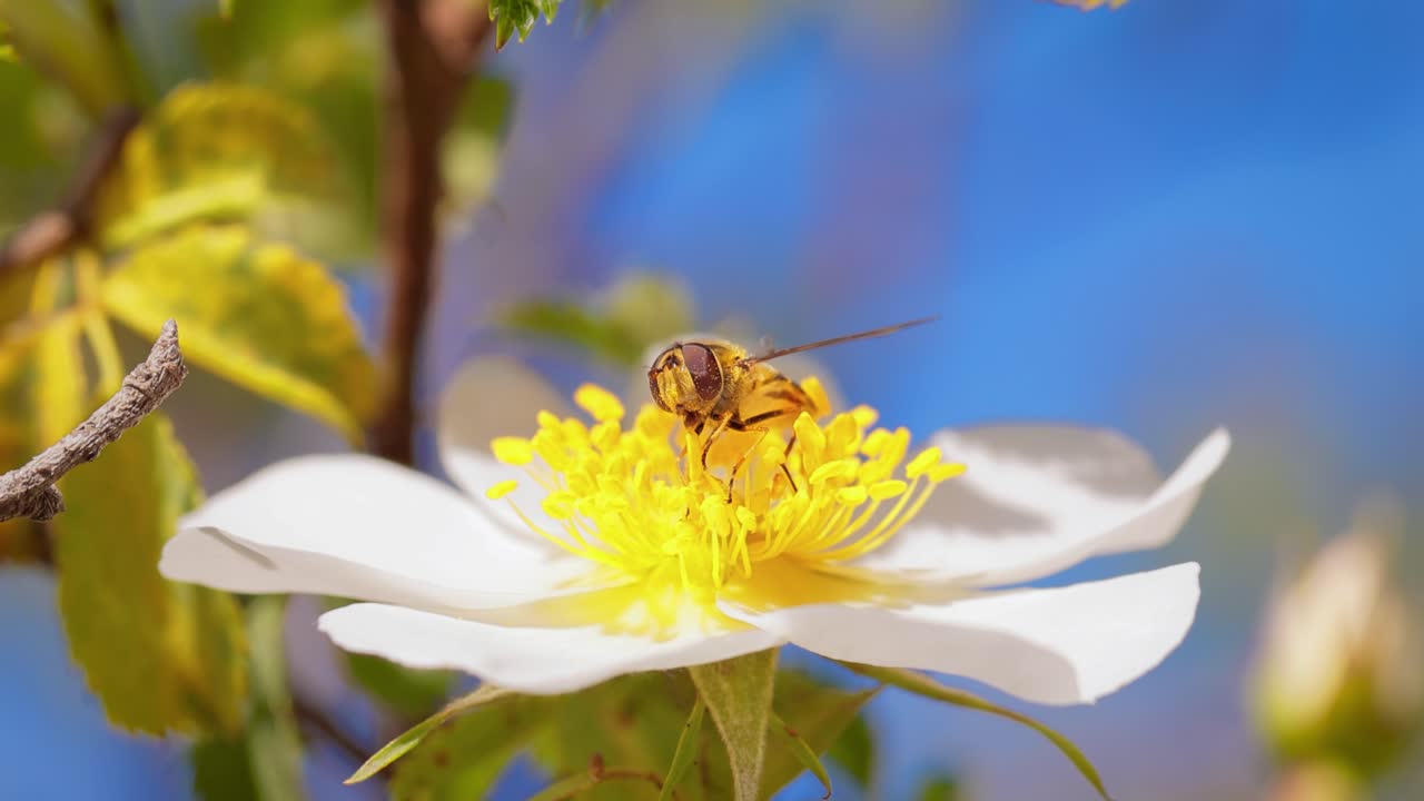 moscas hoverflies, moscas de flores o moscas syrphid, insectos de la familia syrphidae. se disfrazan de insectos peligrosos avispas y abejas. los adultos de muchas especies se alimentan principalmente de néctar y polen de flores.