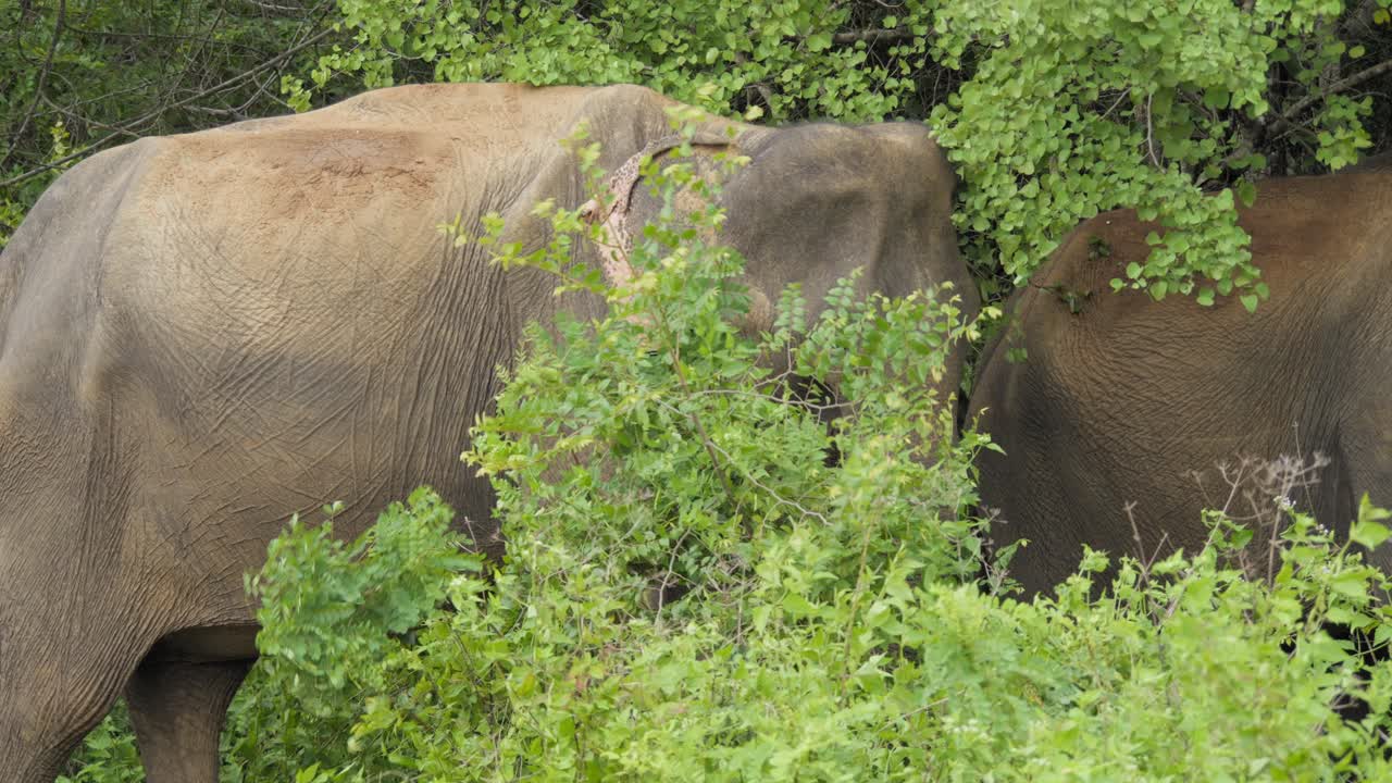 Twee wilde Aziatische olifanten grazen door dichte groene struiken en lage boomtakken in Udawalawe Nationaal Park, Sri Lanka, gedeeltelijk verborgen door weelderige tropische vegetatie.