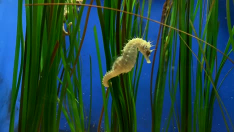 close-up of a white seahorse in a seaweed filled aquarium