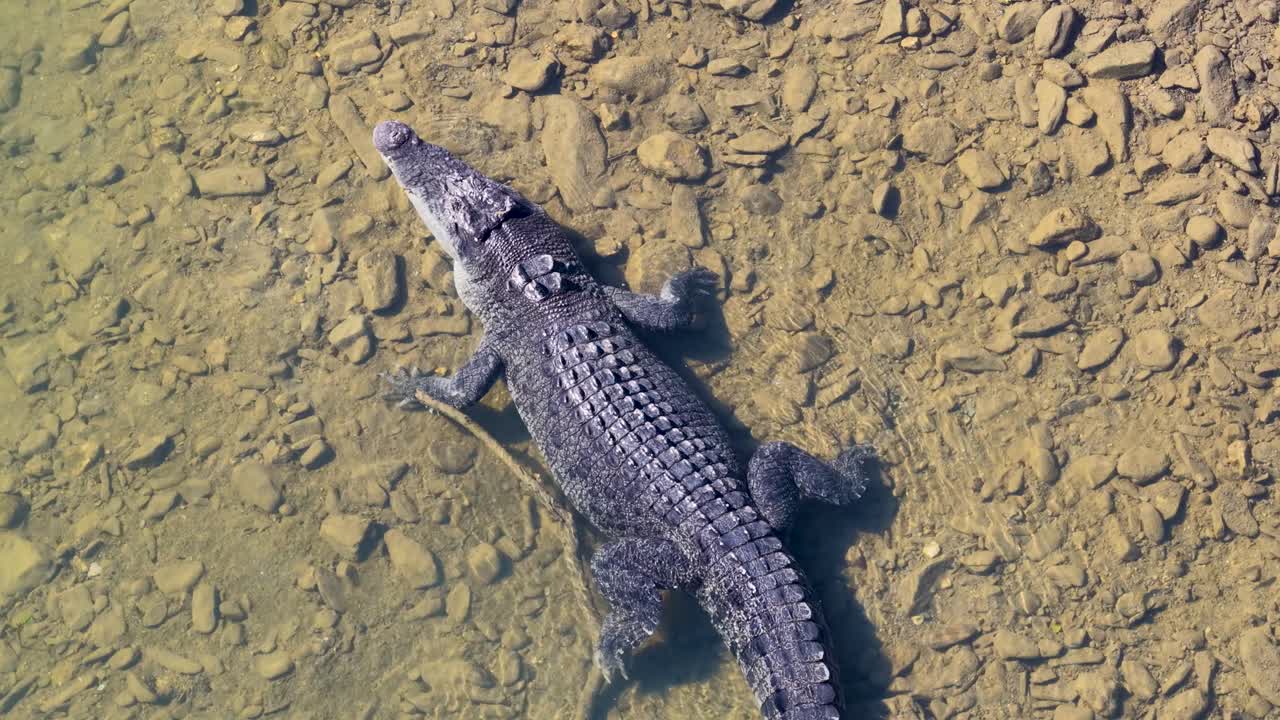 Drone captures a crocodile swimming in clear, shallow waters in Port Douglas, Australia, highlighting its textured scales and natural habitat