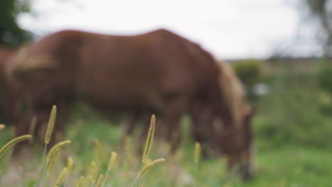 Pan-Hasta-El-Caballo-En-El-Campo-Verde-Comiendo-Detrás-De-La-Hierba-Meciéndose-En-El-Viento