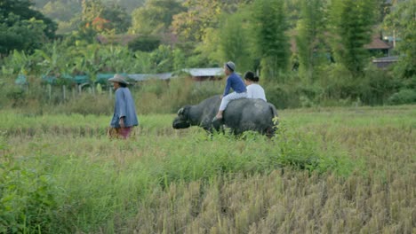 farmers and children riding a buffalo in a rice paddy
