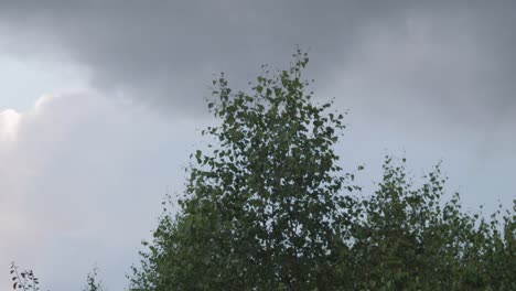 nubes grises moviéndose por encima de los árboles verdes