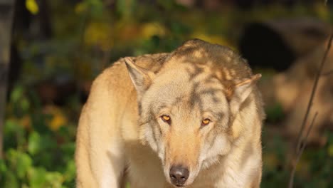 El-Lobo-(Canis-Lupus),-También-Conocido-Como-Lobo-Gris,-Es-El-Miembro-Más-Grande-De-La-Familia-Canidae.-Los-Lobos-Son-El-Miembro-Salvaje-Más-Grande-De-La-Familia-De-Los-Perros.