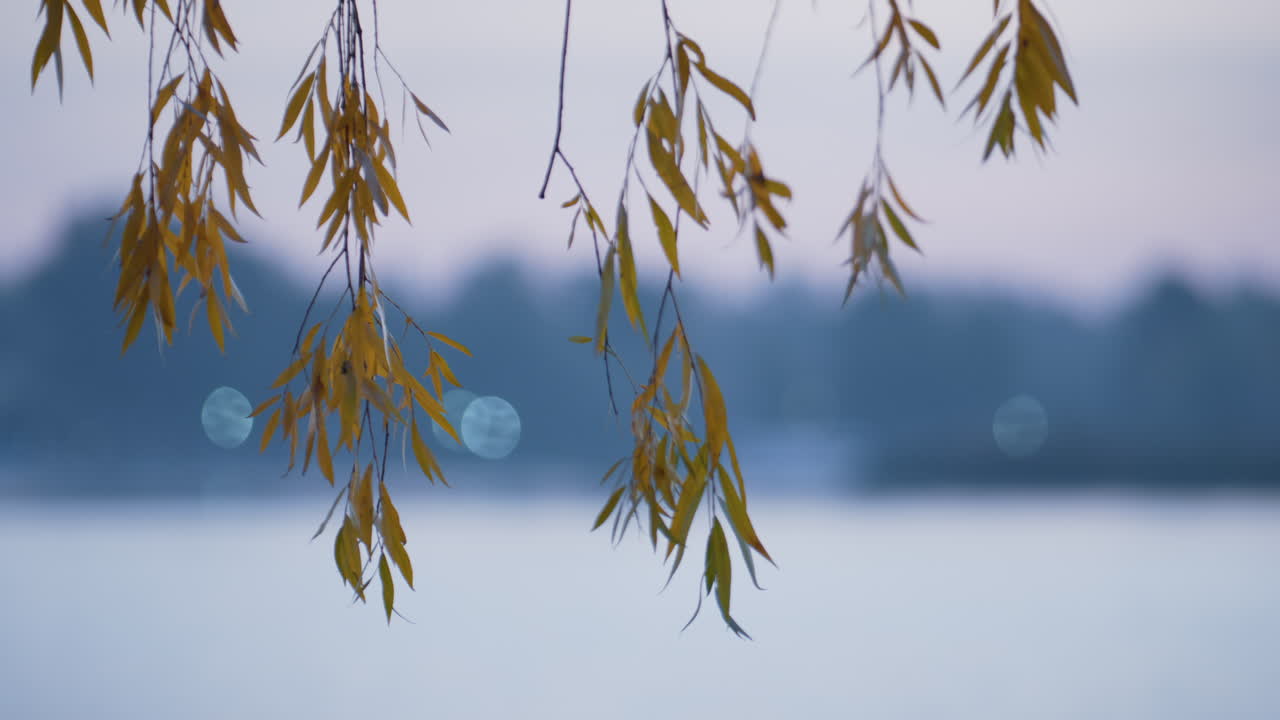 물 위에 매달린 나무 잎, 조용한 풍경, 가을의 자연