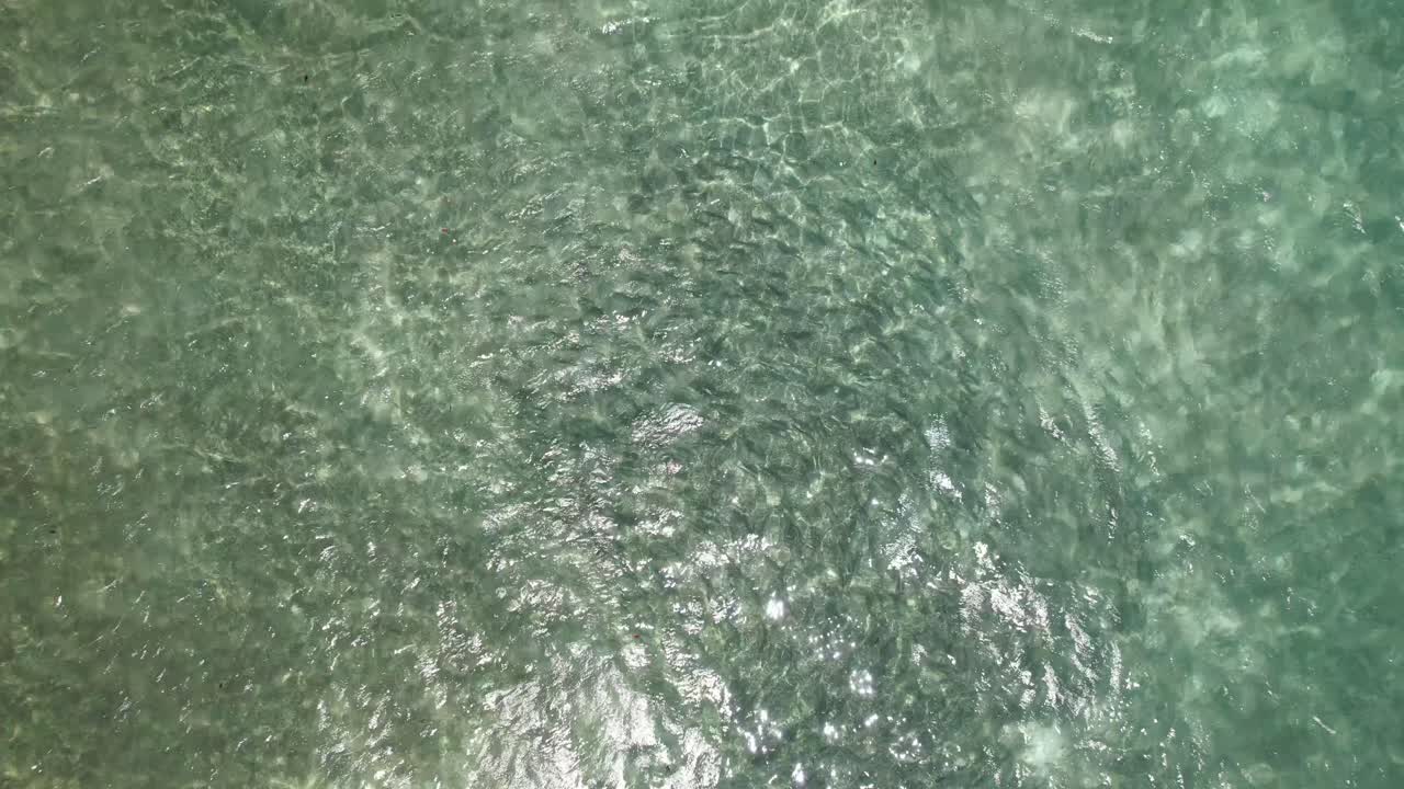 vista aérea de arriba del grupo de peces pez hueso bajo el agua cristal de aguas poco profundas, mar del caribe