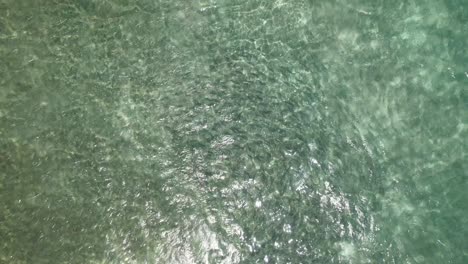 aerial top view school of fishes bonefish underwater crystal shallow water, caribbean sea