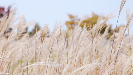 Chinese-silver-grass-swaying-close-up-at-Gaetgol-Eco-Park