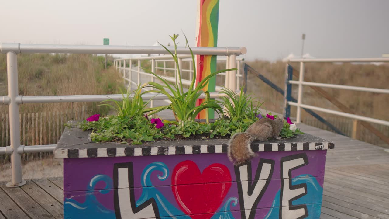 A squirrel peacefully munches on a snack along the Atlantic City boardwalk, with the beach and clear skies in the background.
