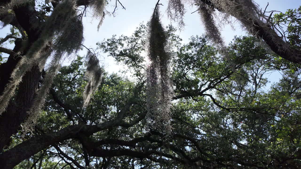 Savannah Oak Tree Moss Close Up 59.94