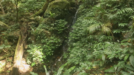 4k uhd slo-mo tiro gran angular de una pequeña cascada de flujo rápido en una montaña tropical selva tropical monte cordeaux, parque nacional de rango principal qld