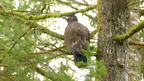 Closeup-golden-eagle-sitting-on-a-tree-branch-whilst-looking-around-in-a-sunny-daylight