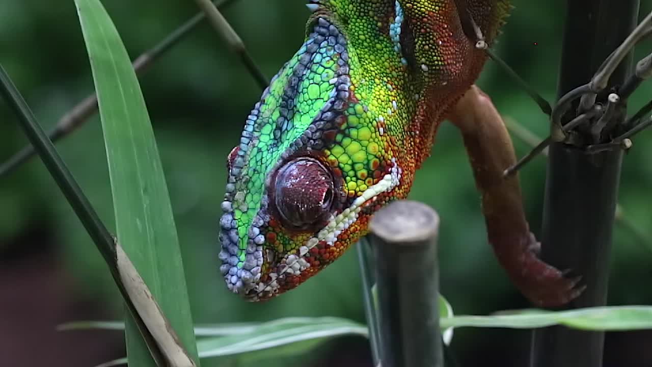 camaleón pantera ojos giratorios, primer plano, disparo macro