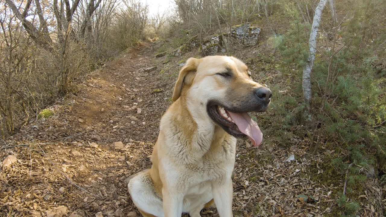 숲 속의 산길에 앉아 있는 갈색 큰 개
