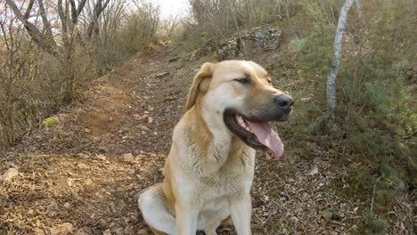 brown big dog sitting on a mountain track in forest