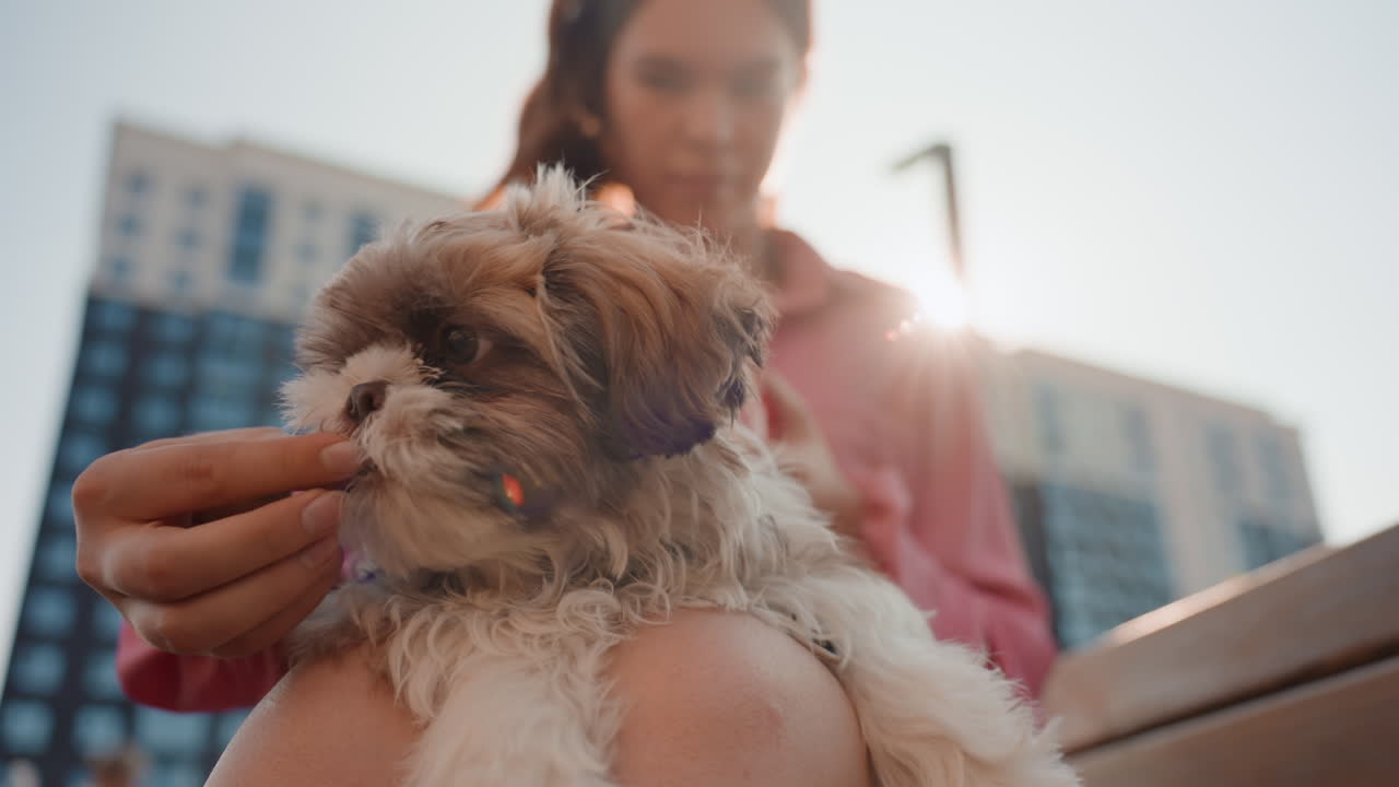 Caucasian Assistant Inspecting Puppy Mouth On Lap, Gentle Oral Check With Treat Distraction, Urban Bench Setting, Warm Backlight, Veterinary Care Feel, Calm Reassuring Touch, Health Conscious Moment