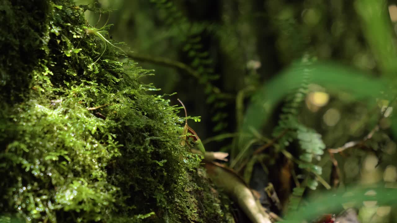 Clip ravvicinata cinematografica di un lussureggiante ambiente giungla a Puichig, Ecuador