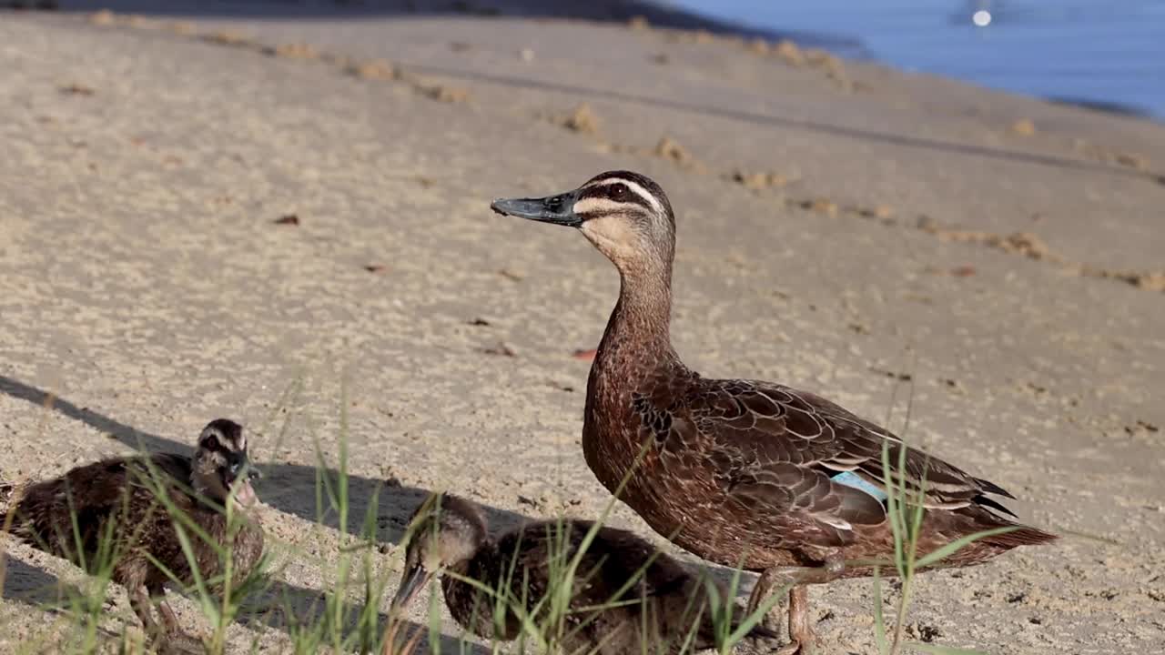 A mother duck and her ducklings explore a sandy bank near the water's edge