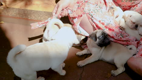 several puppies playing with woman sitting on the floor.