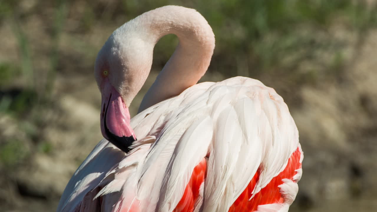 flamencos carmargue 12