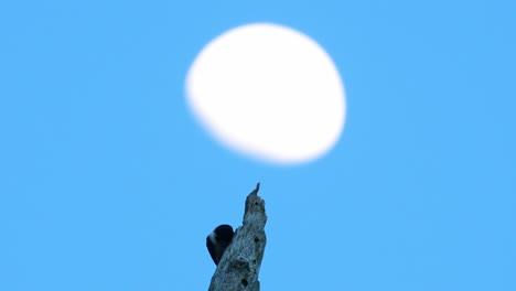 black-thighed falconet, microhierax fringillarius, kaeng krachan national park, thailand