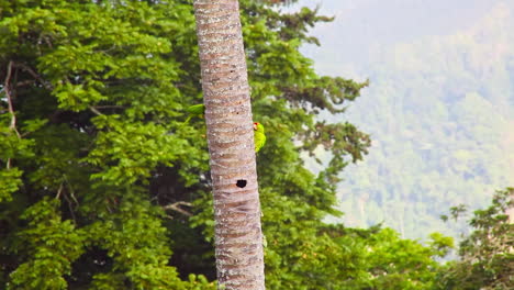 Two-Crimson-Fronted-Parakeets-Perched-On-Vertical-Palm-Tree-Trunk-Building-Nest