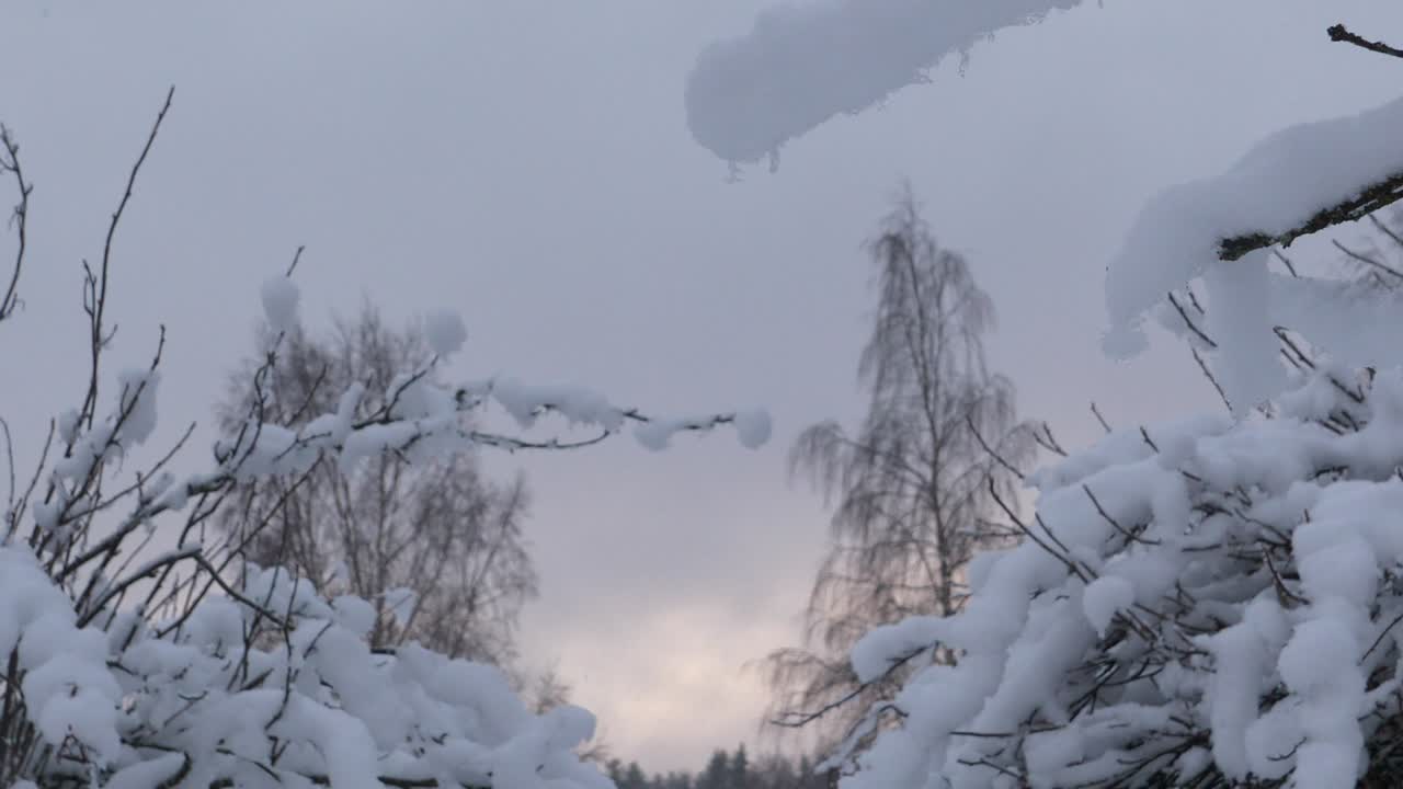 Neve che cade su ramoscelli invernali bianchi
